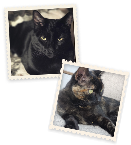 Cats