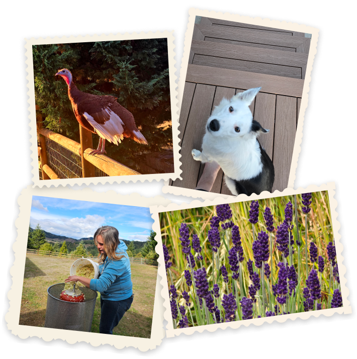Collage of 4 images from the farm - a turkey, dog looking up into camera, Callie processing apples into cider, and lavender